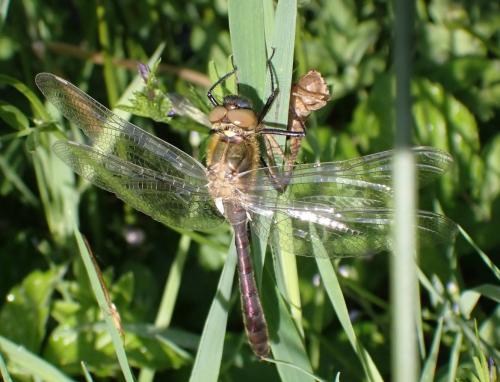 Réf. 326 393 : Cordulia aenea